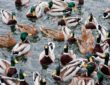 Deshalb sollten Sie Enten nicht mit Brot füttern