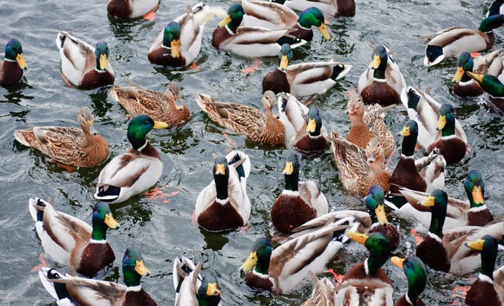 Deshalb sollten Sie Enten nicht mit Brot füttern