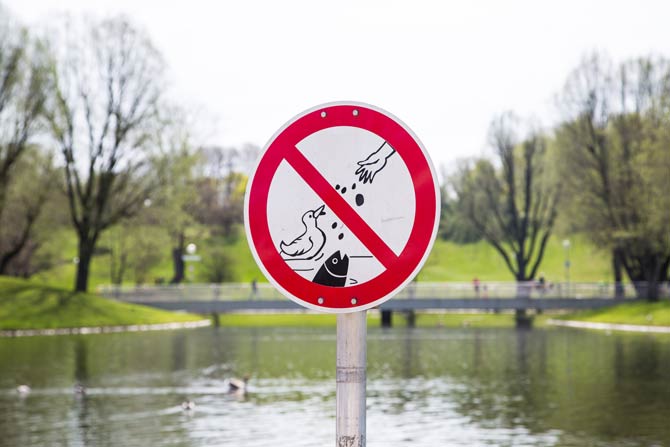 Schild Fütterungen von Enten verboten