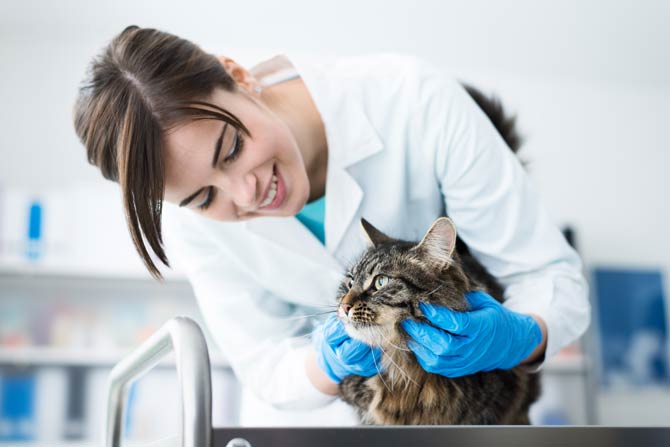Gute Nachrichten für Tierarztpraxen