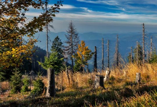 Massive Verluste durch Klimawandel in Deutschland