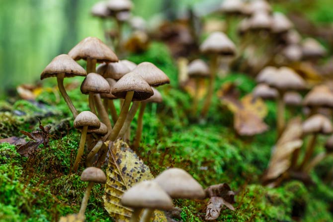 Pilze nutzen Kohlenstoffverbindungen