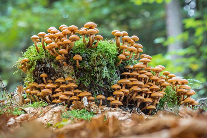 Pilze zukünftig Speicherung von Kohlenstoff