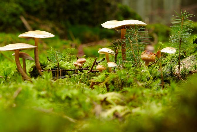 Symbiosen zwischen Pilzen und anderen Pflanzen