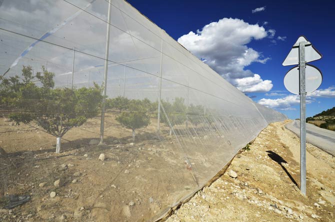 Obstplantage in Spanien