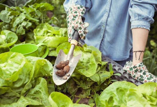 Hausmittel gegen Schnecken