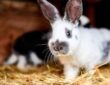 Lebenserwartung von Kaninchen
