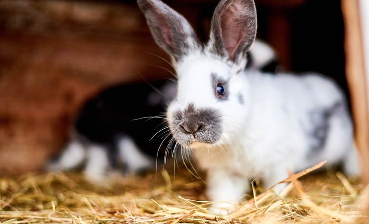 Lebenserwartung von Kaninchen