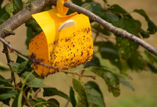 Leimfallen für eine optimale Kirschernte