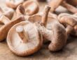 Shiitake Pilze