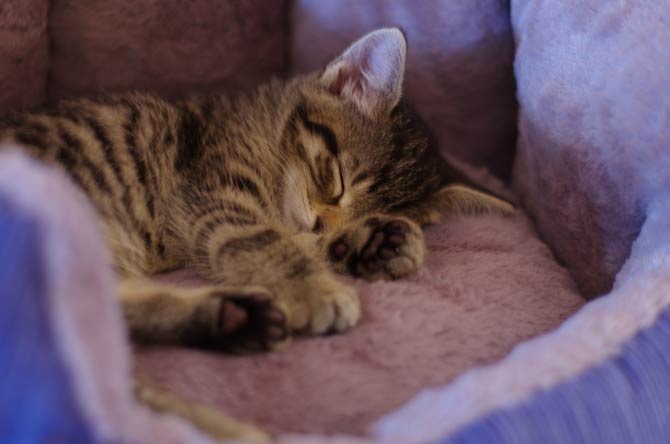 Für gewöhnlich schlafen Katzen über die Hälfte des Tages
