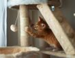 Katzenparadies selbst gestalten