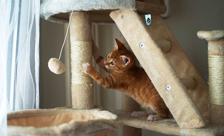 Katzenparadies selbst gestalten