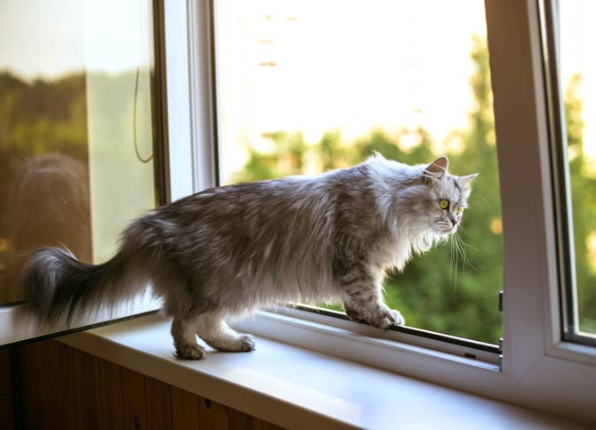 Sicherheit für Katzen und offene Fenster