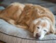 Ab wann gelten Hunde als Senioren?