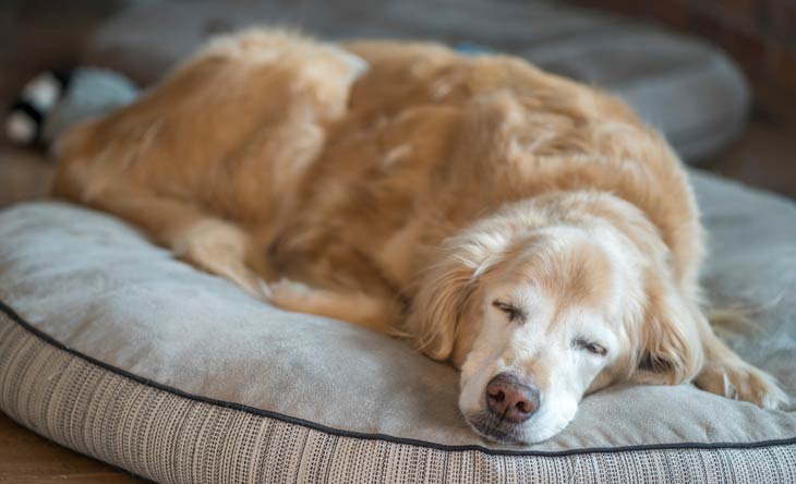 Ab wann gelten Hunde als Senioren?