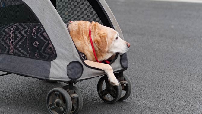 Ab wann ist ein Hund alt