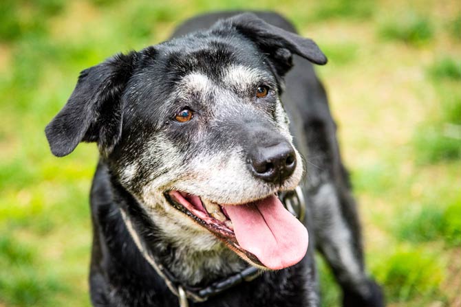 Änderungen im Verhalten bei älteren Hunden