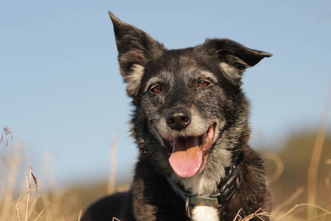 Seniorenstatus bei Hunden von mehreren Faktoren abhängig