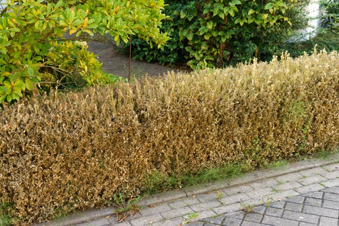 Gravierende Schäden durch den Buchsbaumzünsler