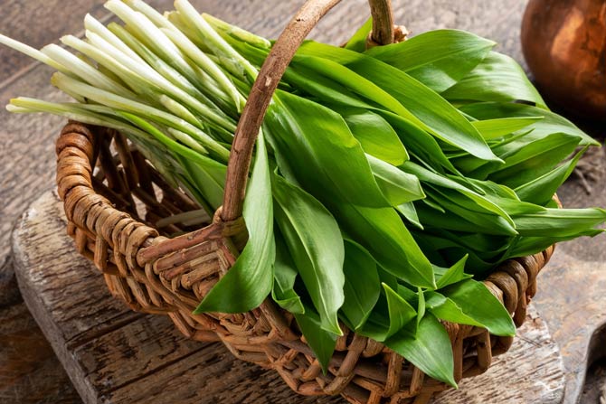 Superfood Bärlauch