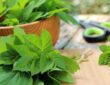 Superfoods aus der Region
