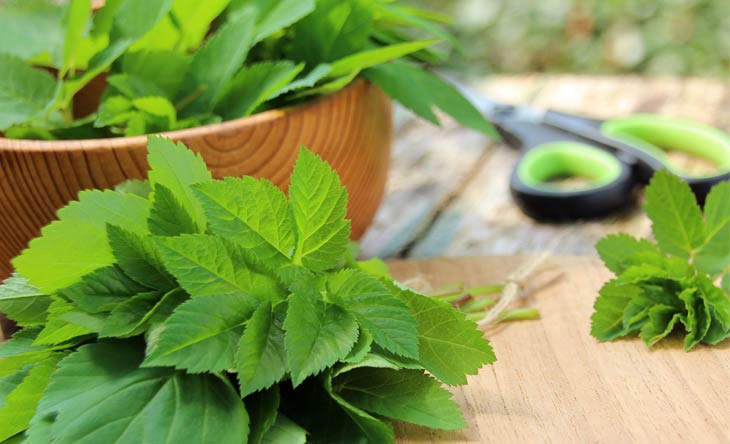 Superfoods aus der Region