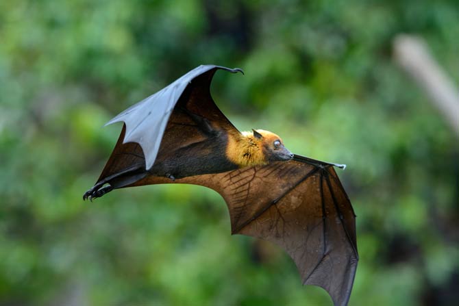 Fledermaus im Garten