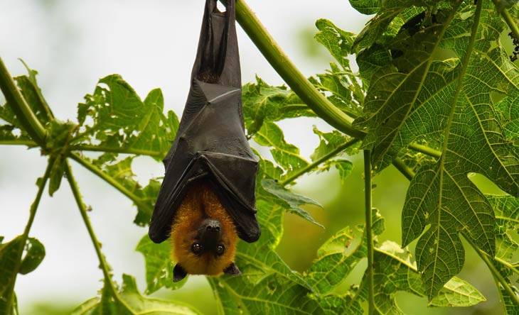 Garten fledermausfreundlich gestalten