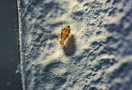 Staubläuse in der Wohnung
