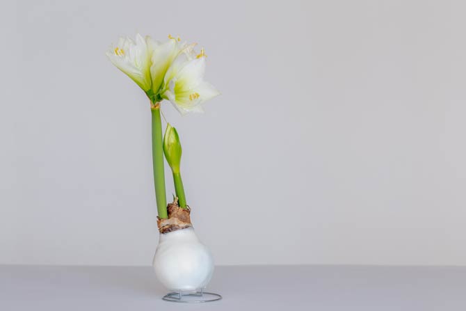 Amaryllis im Wachsmantel kommt ohne Pflege aus