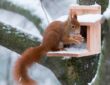 Eichhörnchen im Winter helfen
