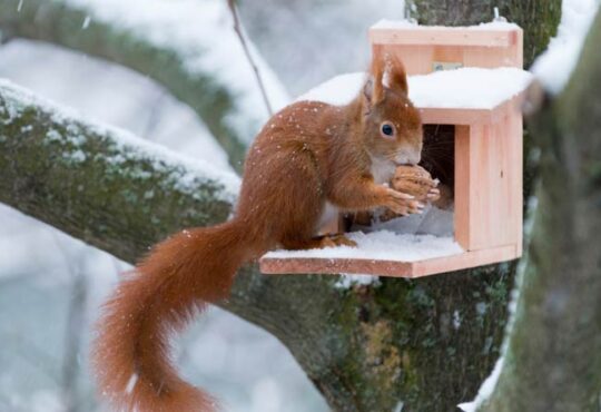 Eichhörnchen im Winter helfen