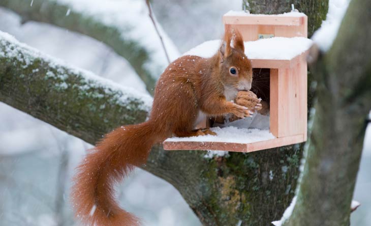 Eichhörnchen im Winter helfen