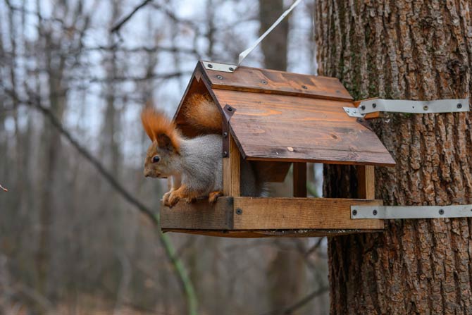 Geeigneten Unterschlupf für Eichhörnchen bauen