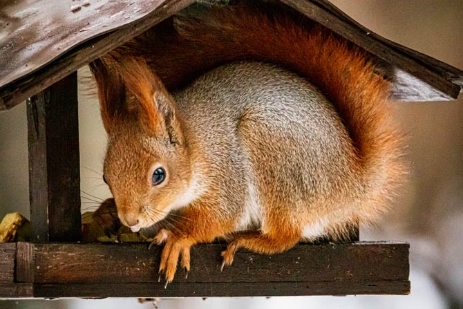 Mögliche Futterknappheit im Winter