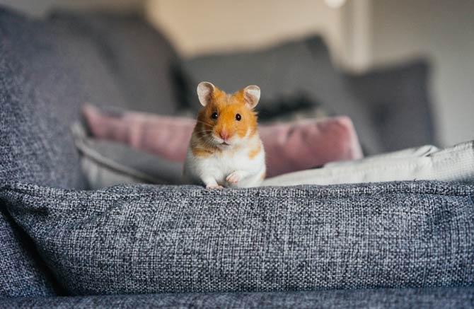 Hamster Auslauf in der Wohnung