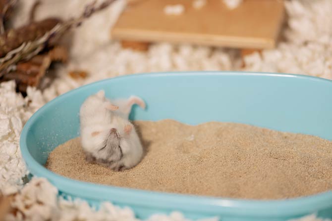 Hamster im Sandbad