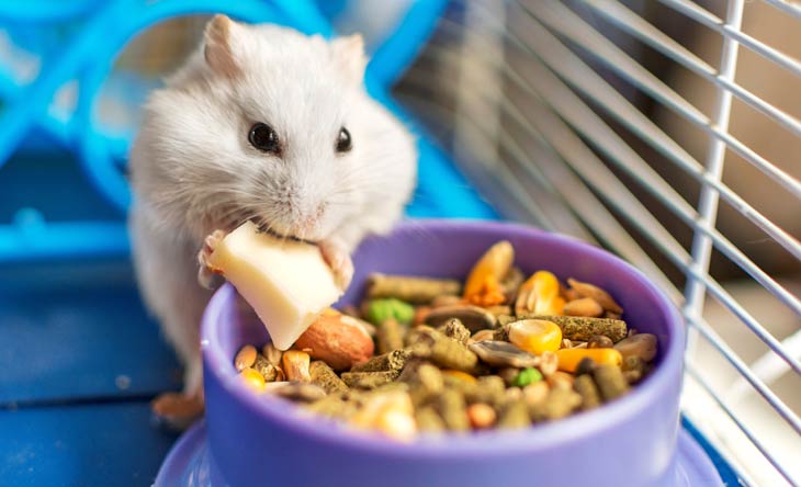 Optimale Hamsterkäfig-Erstausstattung