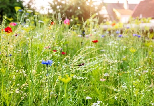 Schöne und umweltfreundliche Alternativen zu Rasen