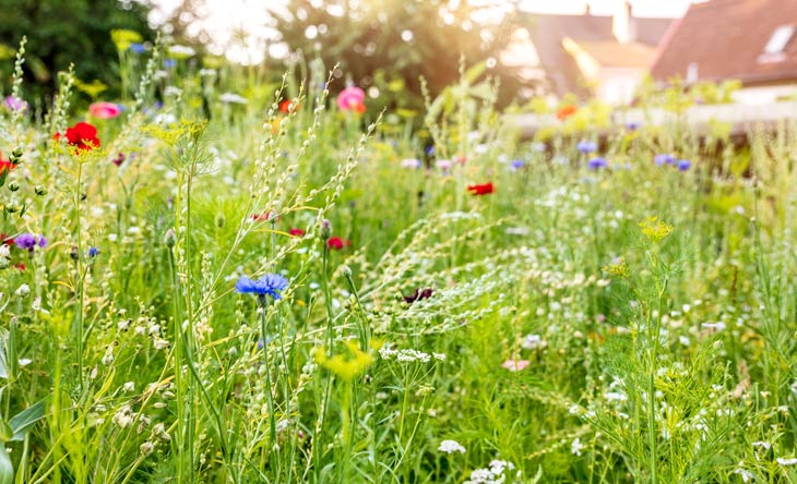 Schöne und umweltfreundliche Alternativen zu Rasen