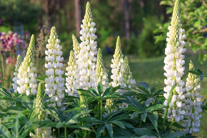 Lupinen eine Bedrohung für andere Pflanzen