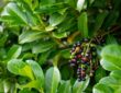 Pflanzen, auf die Gartenbesitzer besser verzichten sollten