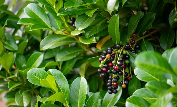 Pflanzen, auf die Gartenbesitzer besser verzichten sollten