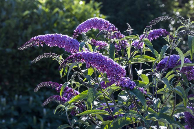 Pflanzen die dem Garten eher schaden als nützen