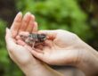 Jungvogel aus dem Nest gefallen – was tun?