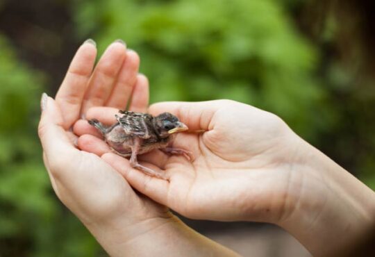 Jungvogel aus dem Nest gefallen – was tun?