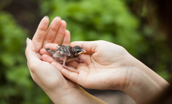 Jungvogel aus dem Nest gefallen – was tun?