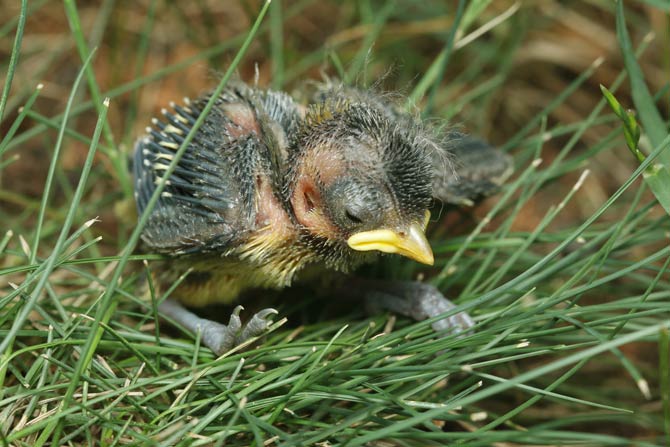 Jungvogel aus dem Nest