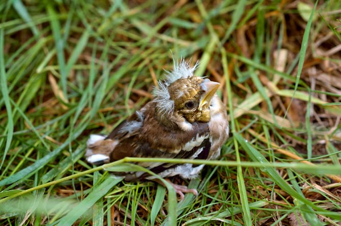 Warum Jungvögel bei großer Hitze aus dem Nest fallen